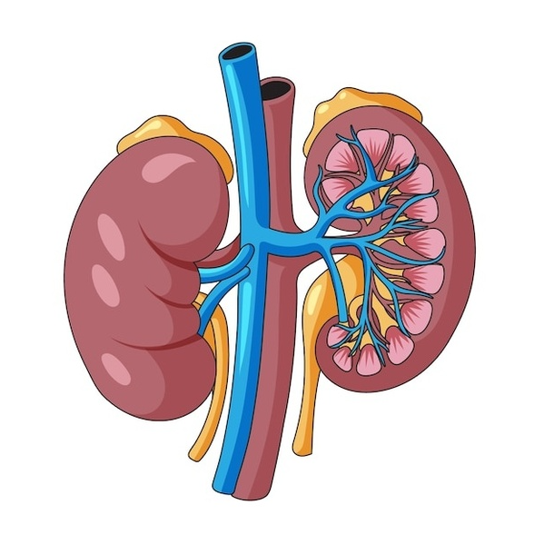 causes of glomerulonephritis